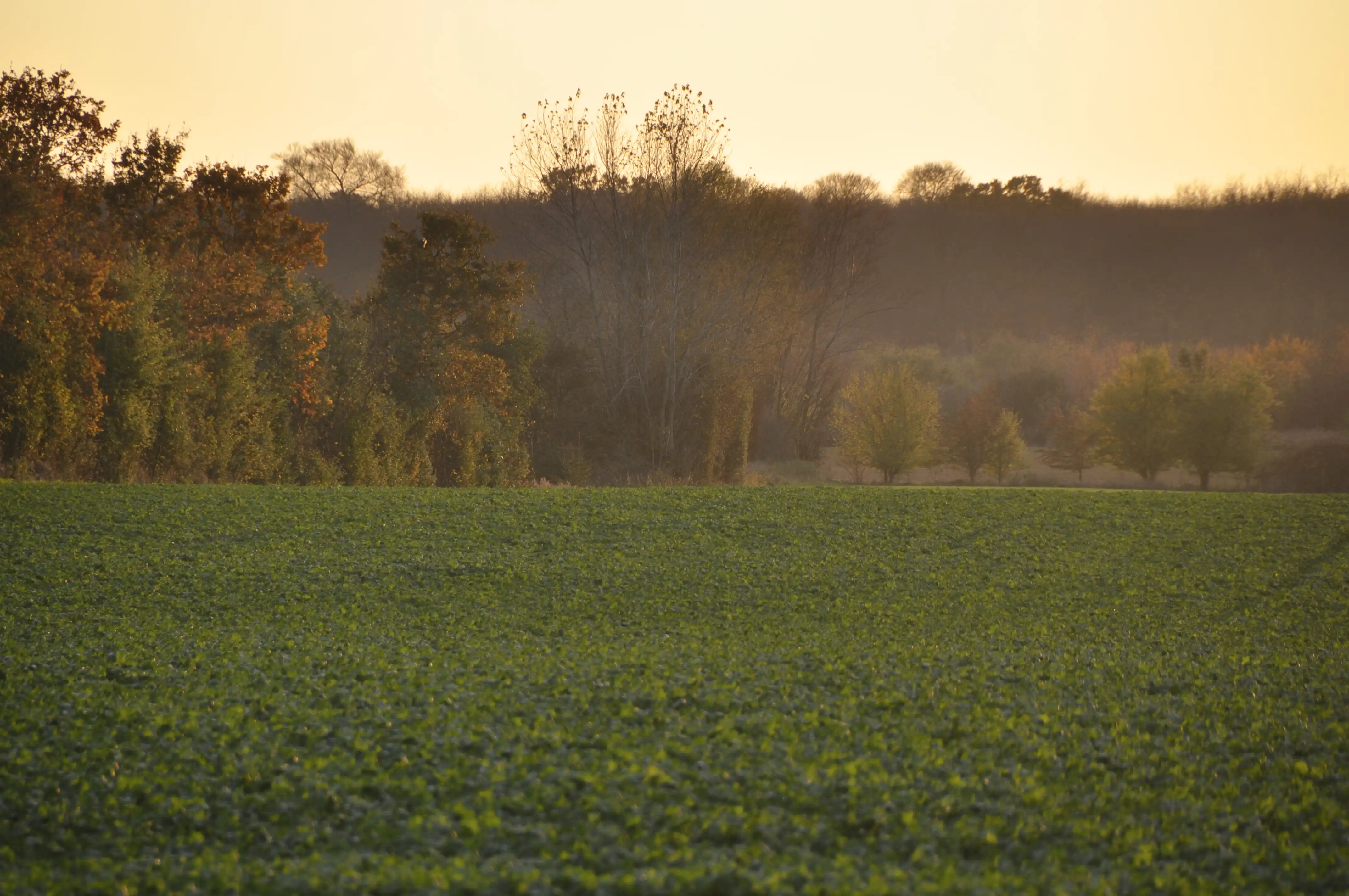 Billede af Raaby Trinbræt, som lå ved de store træer Billede af Raaby Trinbræt, som lå ved de store træer