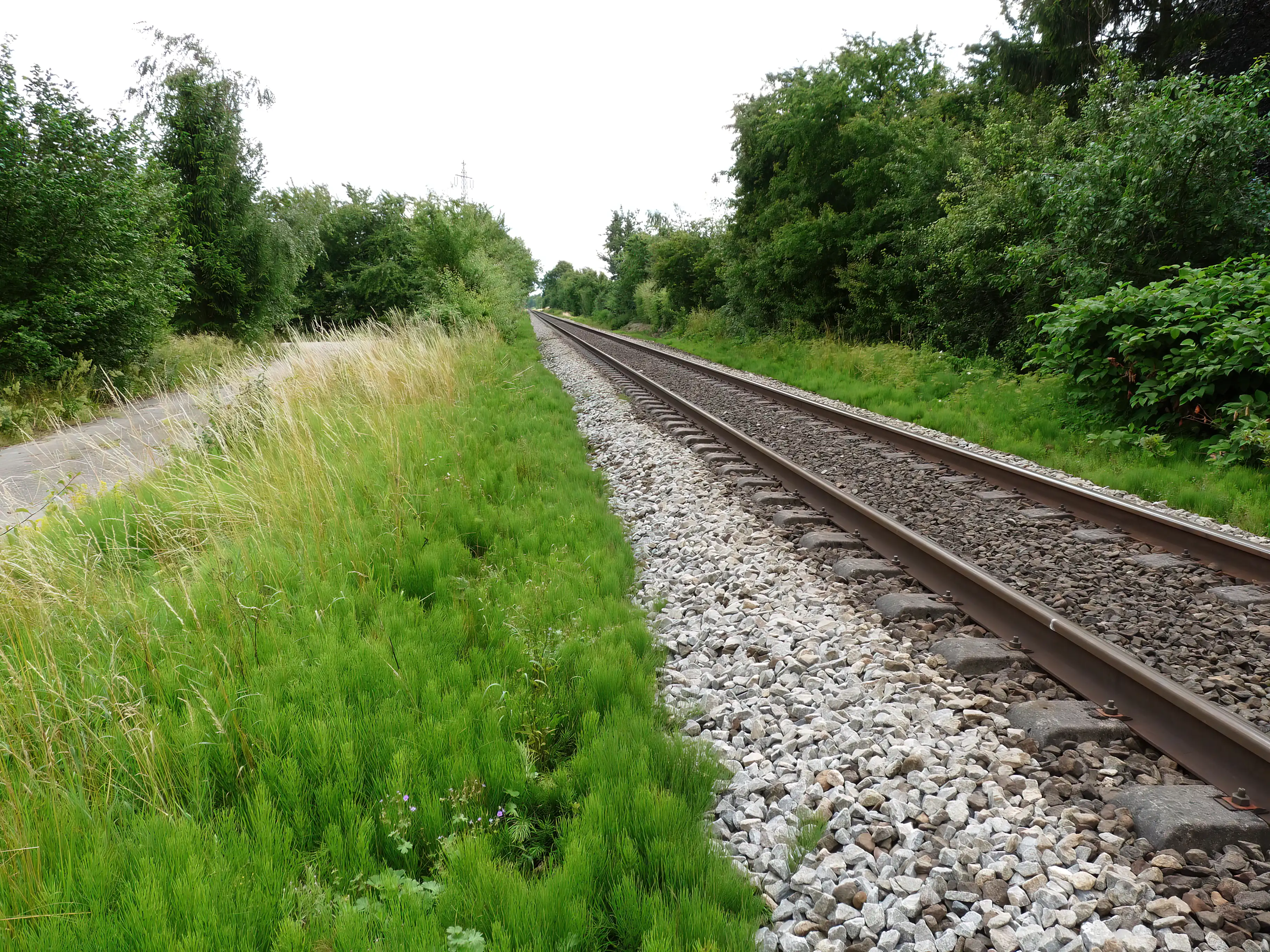 Billede af Skimmede Trinbræt - Trinbræt er nedrevet, men Skimmede Trinbræt har ligget her.