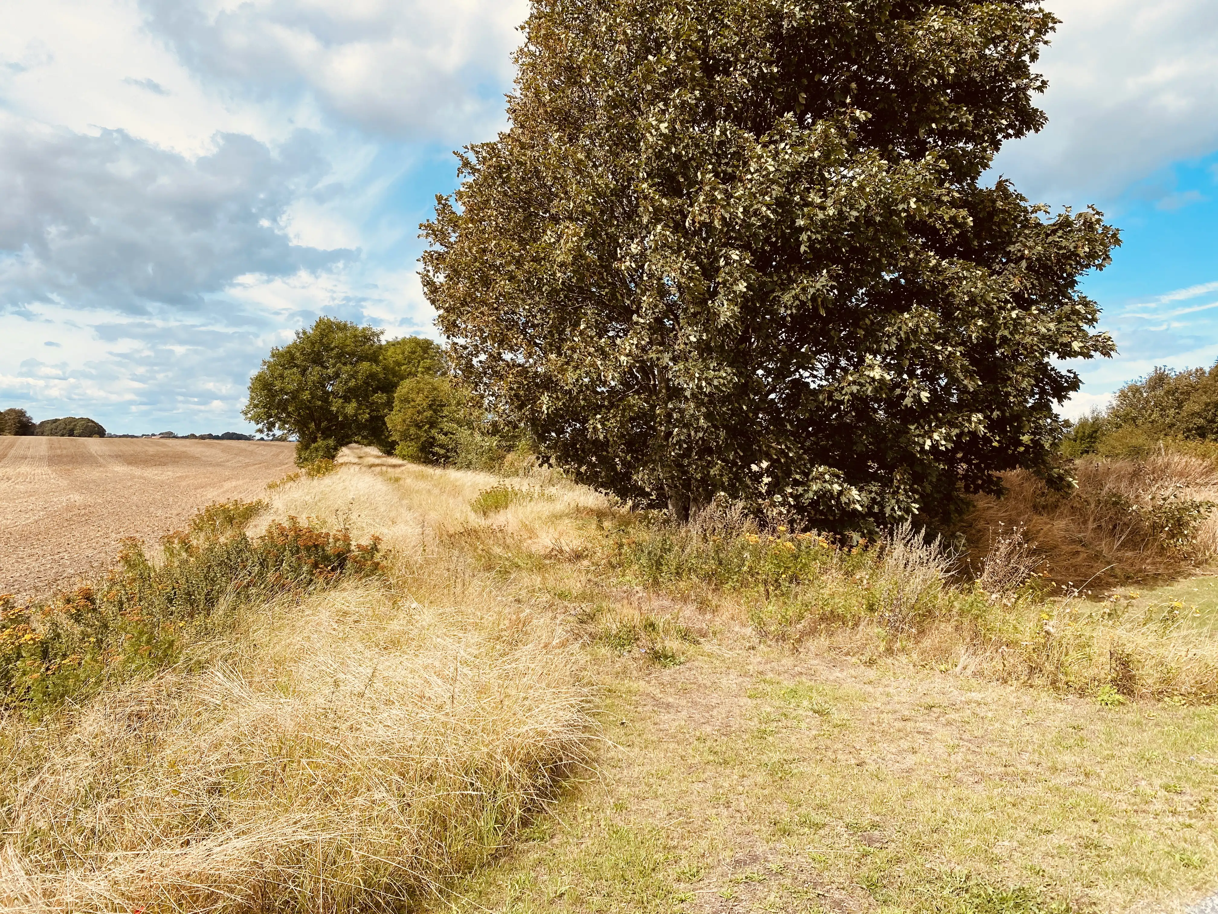 Billede af banedæmningen ved Ejlby Sidespor. Billede af banedæmningen ved Ejlby Sidespor.