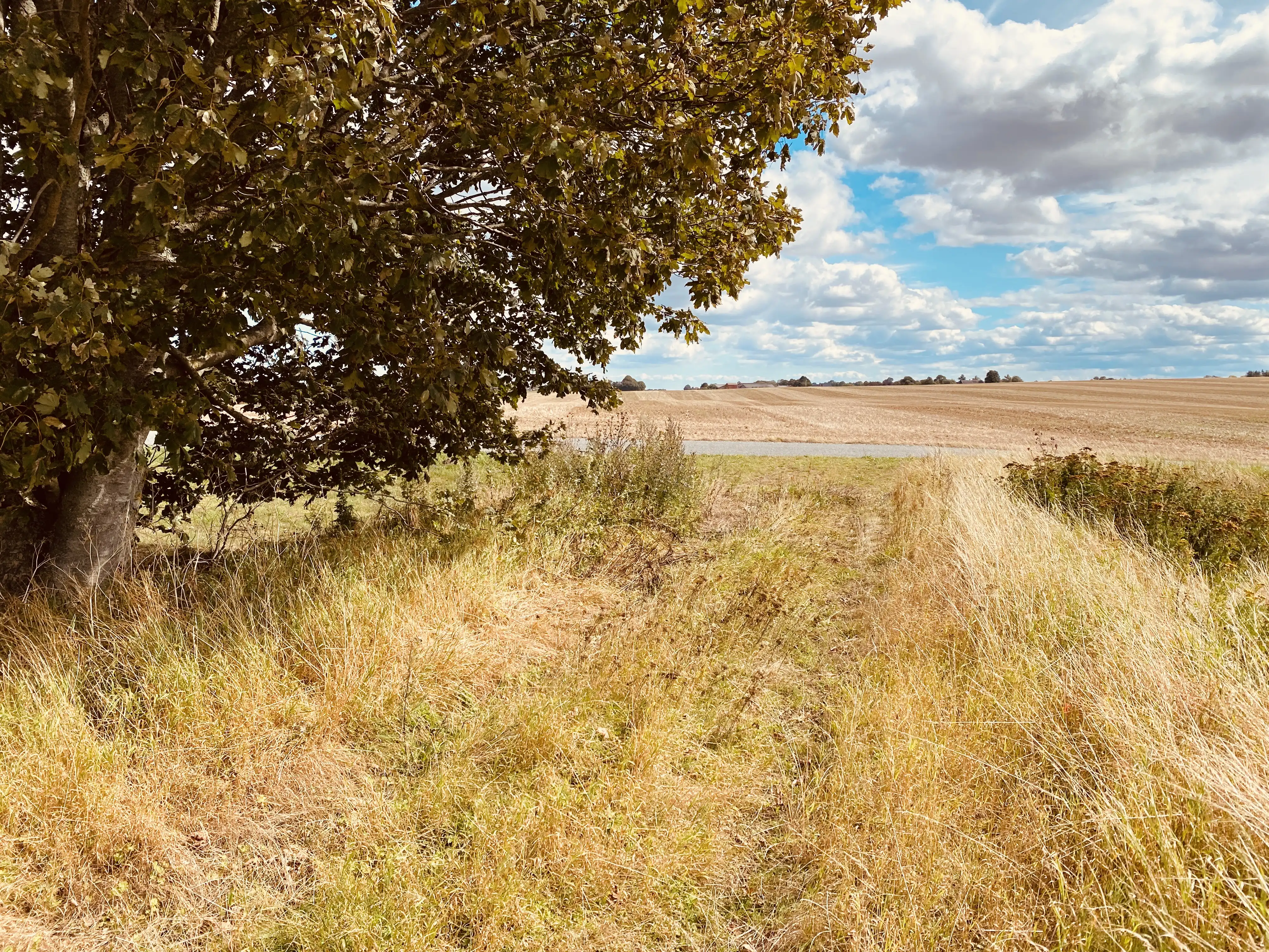 Billede af banedæmningen ved Ejlby Sidespor. Billede af banedæmningen ved Ejlby Sidespor.