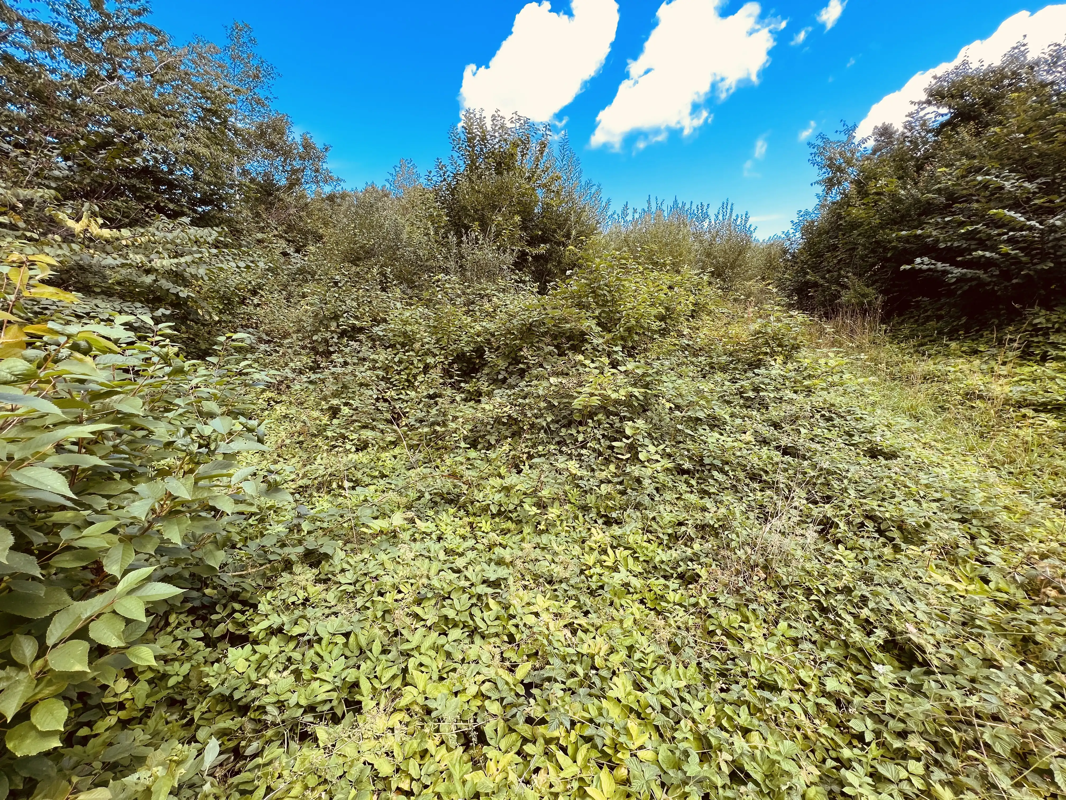 Billede af Bonderup Sjælland Trinbræt - Trinbræt er nedrevet, men Bonderup Sjælland Trinbræt har ligget her.