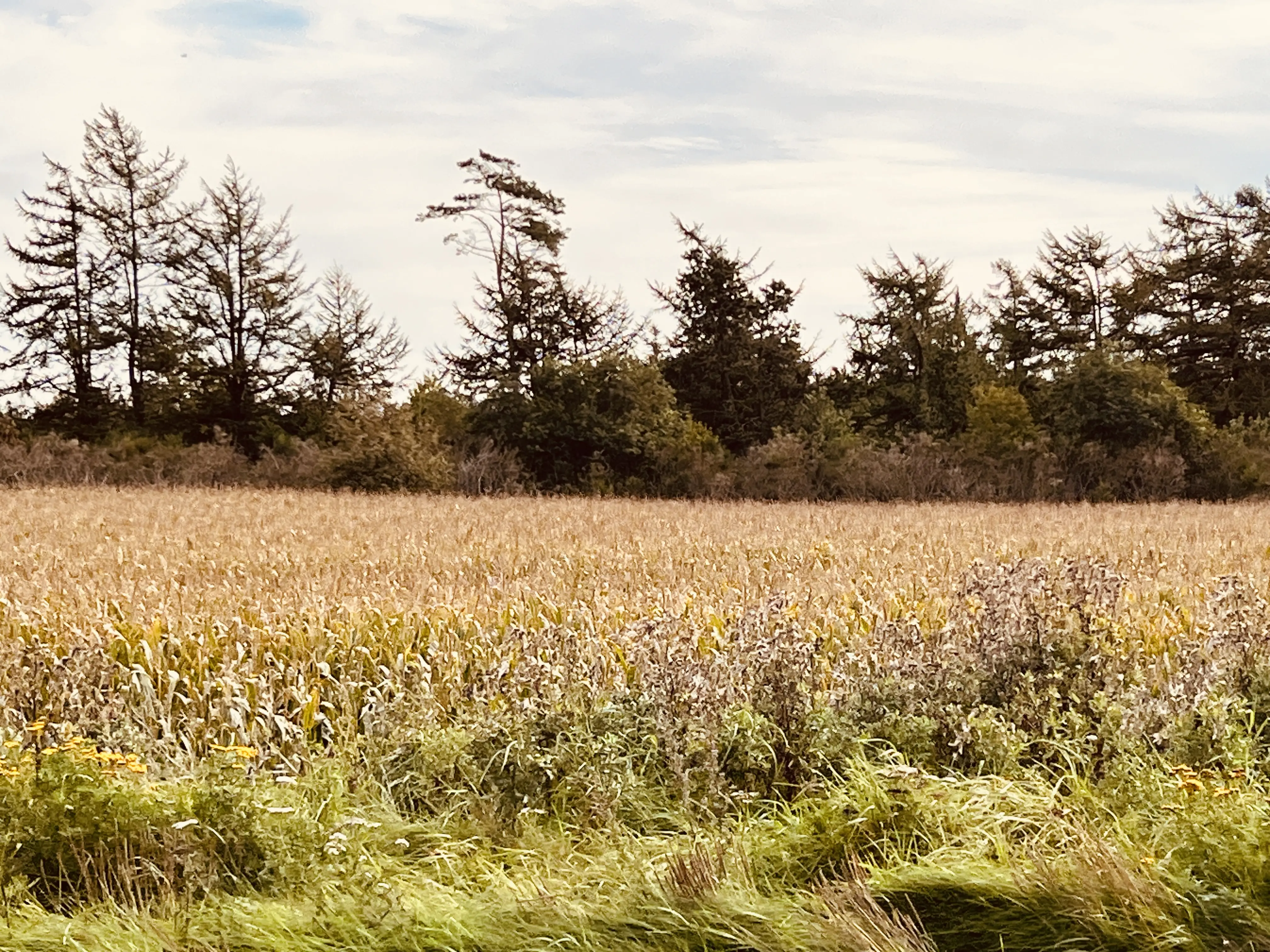 Billede af Grove Sidespor - Sidespor er nedrevet, men Grove Sidespor har ligget her.