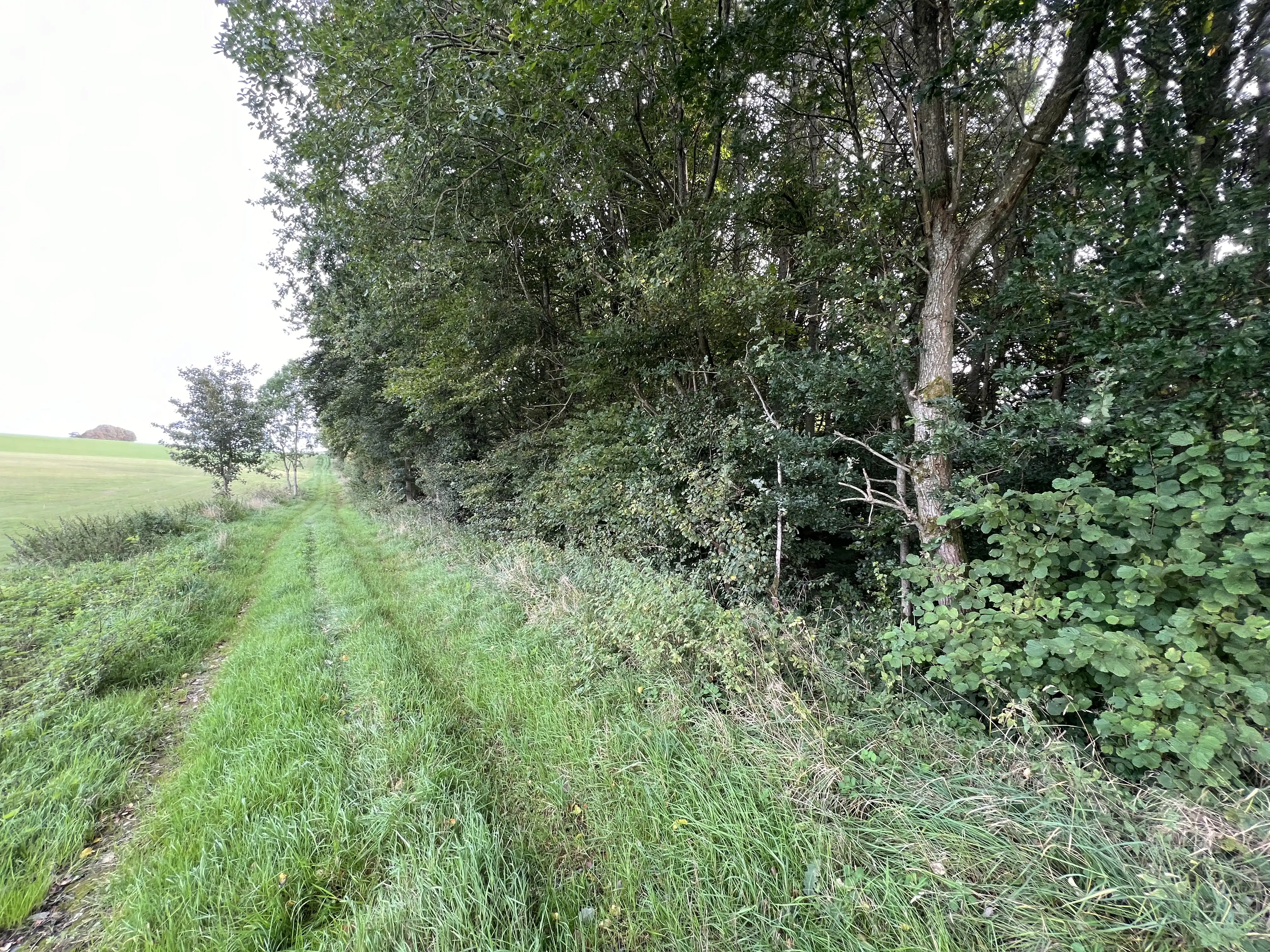 Billede af Dallerup Skov Trinbræt - Trinbræt er nedrevet, men Dallerup Skov Trinbræt har ligget her.