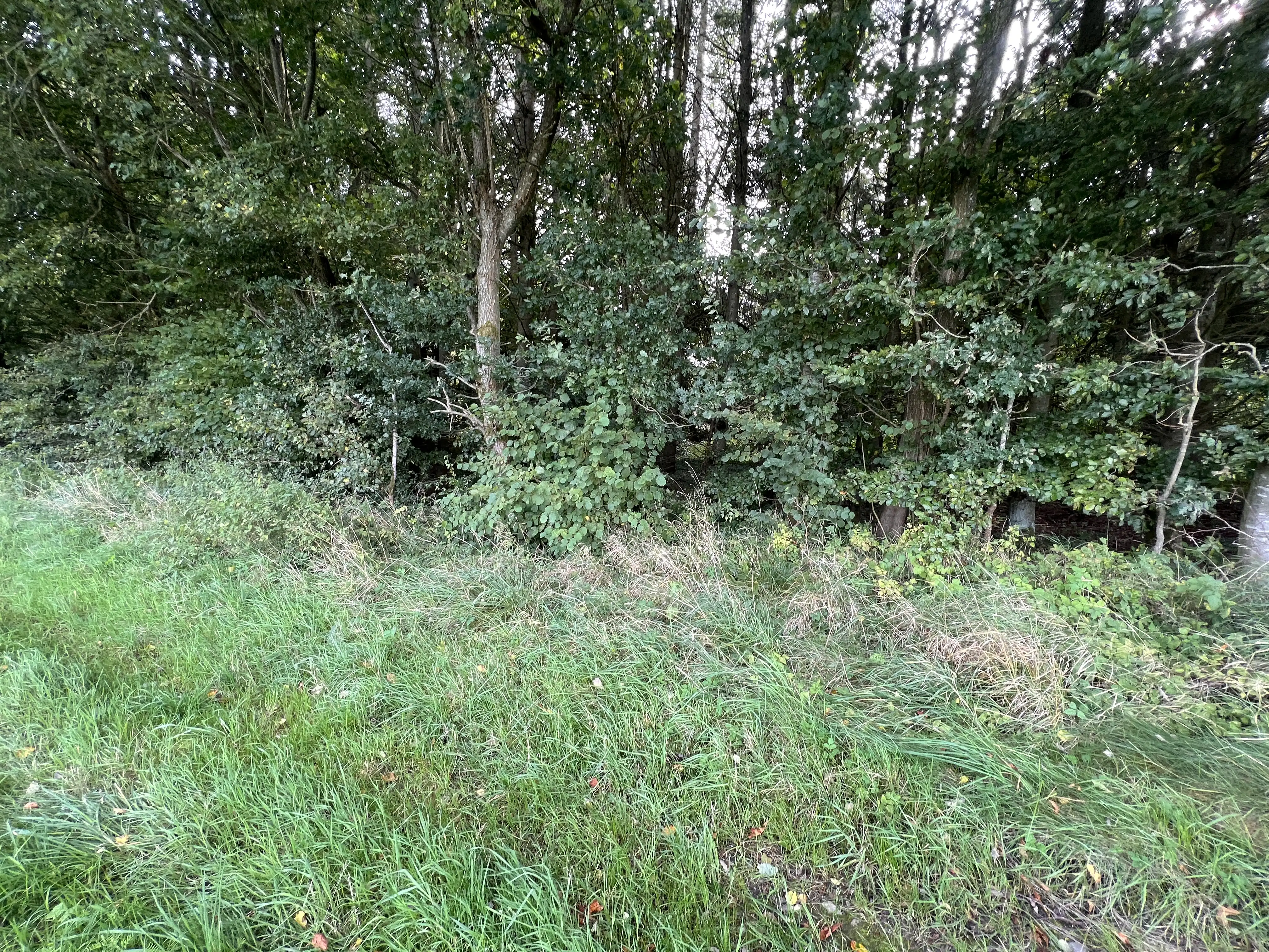 Billede af Dallerup Skov Trinbræt - Trinbræt er nedrevet, men Dallerup Skov Trinbræt har ligget her.