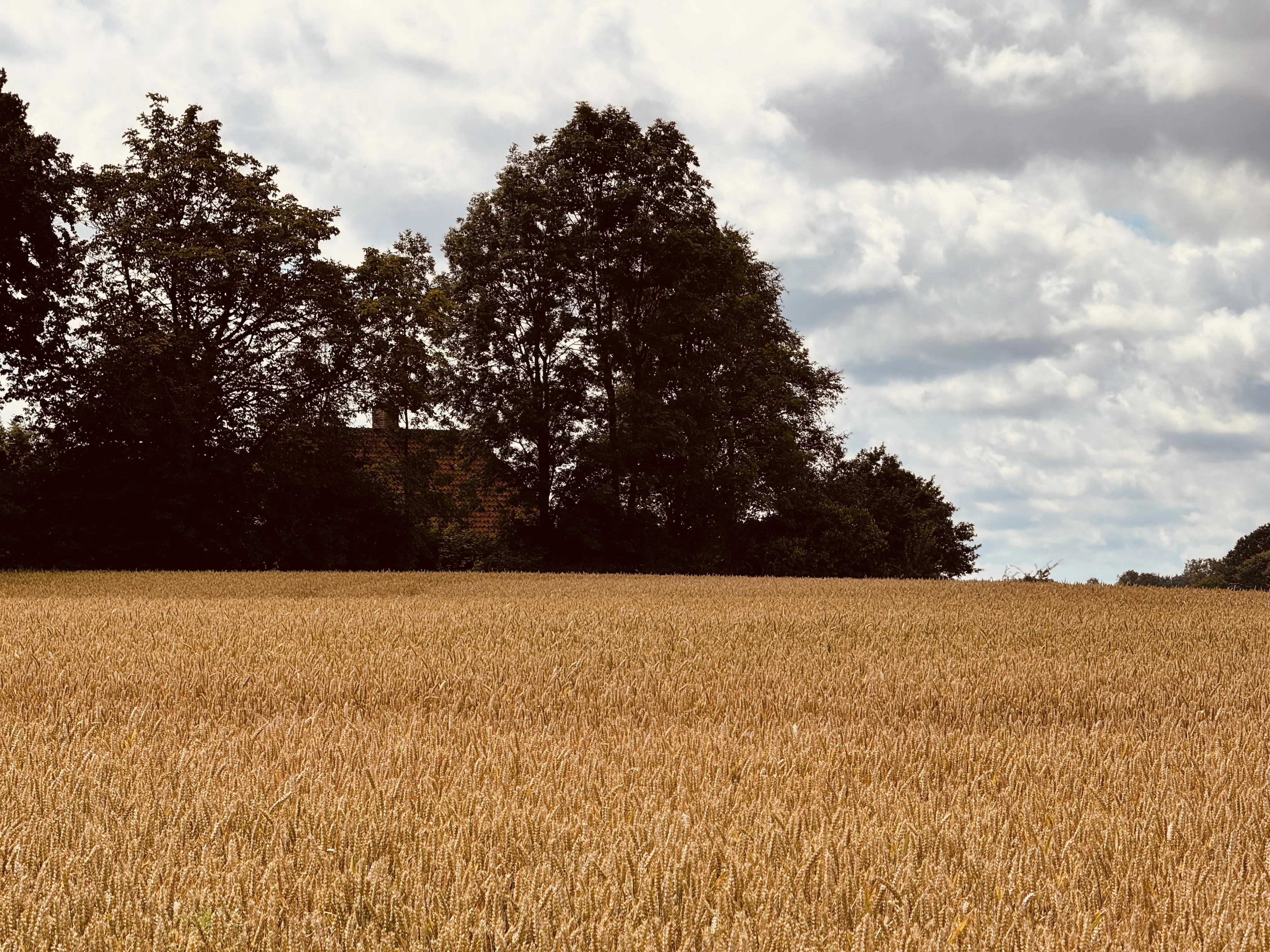Billede af Nyvang Trinbræt - Trinbræt er nedrevet, men Nyvang Trinbræt har ligget her.