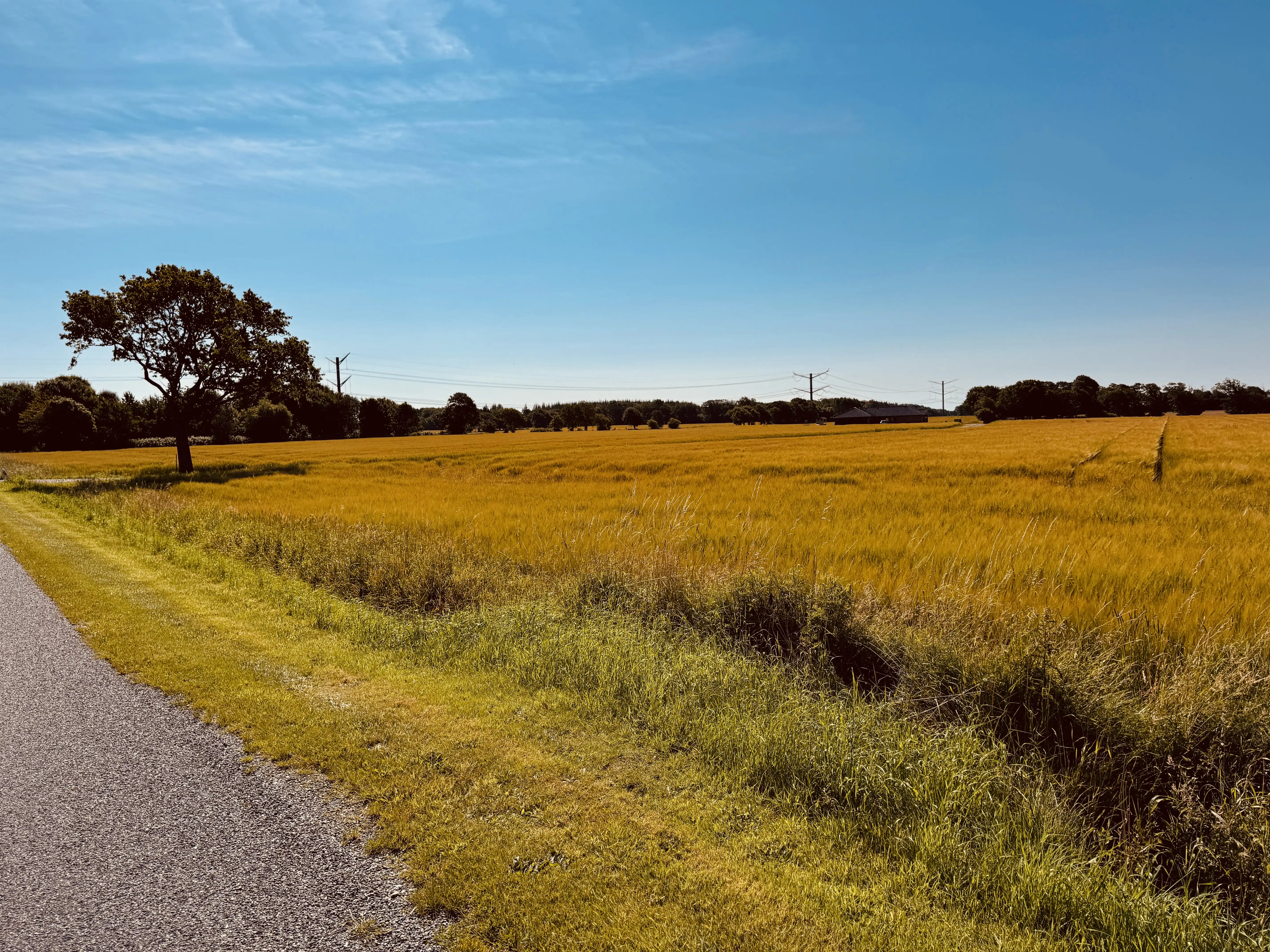Billede af Skodborgskov Holdeplads med sidespor - Holdeplads med sidespor er nedrevet, men Skodborgskov Holdeplads med sidespor har ligget her.